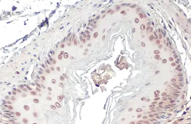 Anti-DNA polymerase beta antibody [HL1512] used in IHC (Paraffin sections) (IHC-P). GTX636986