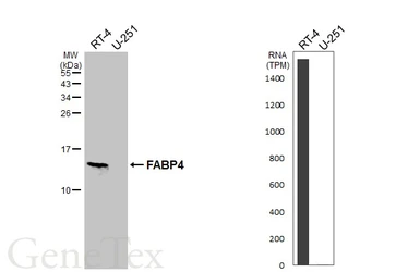 Anti-FABP4 antibody [HL1521] used in Western Blot (WB). GTX636995