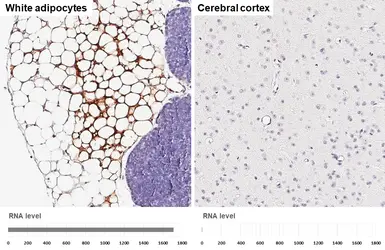 Anti-FABP4 antibody [HL1521] used in IHC (Paraffin sections) (IHC-P). GTX636995