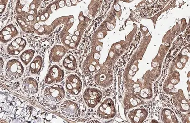 Anti-RGS4 antibody [HL1522] used in IHC (Paraffin sections) (IHC-P). GTX636996