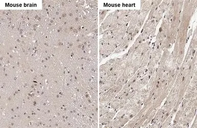 Anti-RGS4 antibody [HL1522] used in IHC (Paraffin sections) (IHC-P). GTX636996