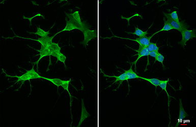 Anti-RGS4 antibody [HL1522] used in Immunocytochemistry/ Immunofluorescence (ICC/IF). GTX636996
