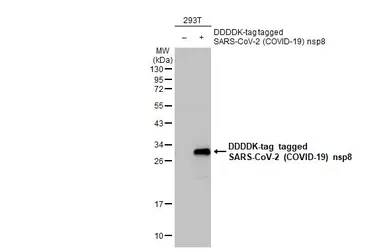 Anti-SARS-CoV-2 (COVID-19) nsp8 antibody [HL1523] used in Western Blot (WB). GTX636997