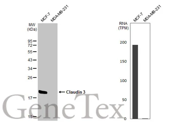 Anti-Claudin 3 antibody [HL1527] used in Western Blot (WB). GTX637000