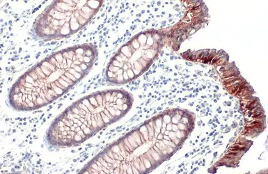 Anti-Claudin 3 antibody [HL1527] used in IHC (Paraffin sections) (IHC-P). GTX637000