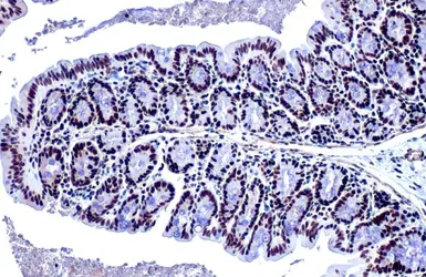 Anti-KAP1 antibody [HL1539] used in IHC (Paraffin sections) (IHC-P). GTX637013
