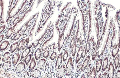 Anti-KAP1 antibody [HL1539] used in IHC (Paraffin sections) (IHC-P). GTX637013