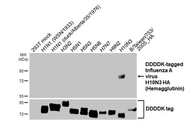 Anti-Avian Influenza A virus H10N3 HA (Hemagglutinin) antibody [HL1559] used in Western Blot (WB). GTX637034