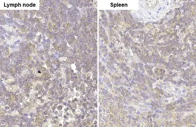 Anti-GRK2 antibody [HL1562] used in IHC (Paraffin sections) (IHC-P). GTX637038