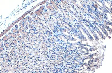 Anti-IKK gamma antibody [HL1577] used in IHC (Paraffin sections) (IHC-P). GTX637052