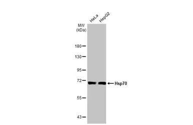 Anti-Hsp70 antibody [HL1580] used in Western Blot (WB). GTX637059