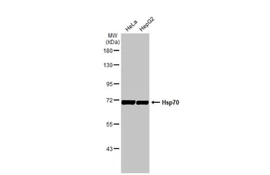 Anti-Hsp70 antibody [HL1580] used in Western Blot (WB). GTX637059