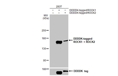 Anti-ROCK1 + ROCK2 antibody [HL1632] used in Western Blot (WB). GTX637125