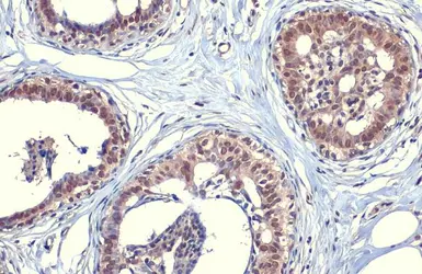 Anti-SOD1 antibody [HL1652] used in IHC (Paraffin sections) (IHC-P). GTX637250