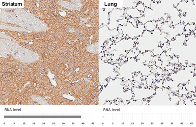 Anti-MAP2 antibody [HL1655] used in IHC (Paraffin sections) (IHC-P). GTX637253