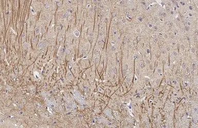 Anti-MAP2 antibody [HL1656] used in IHC (Paraffin sections) (IHC-P). GTX637254