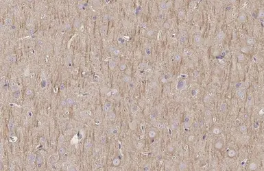 Anti-MAP2 antibody [HL1656] used in IHC (Paraffin sections) (IHC-P). GTX637254