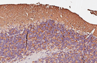 Anti-SNAP91 antibody [HL1657] used in IHC (Paraffin sections) (IHC-P). GTX637255