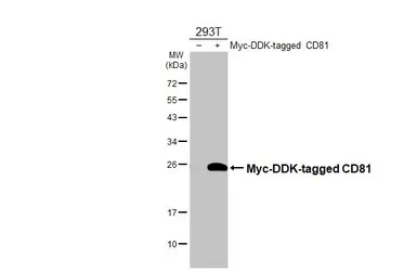 Anti-CD81 antibody [HL1666] used in Western Blot (WB). GTX637264