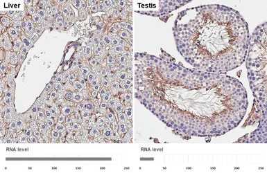 Anti-CD81 antibody [HL1666] used in IHC (Paraffin sections) (IHC-P). GTX637264