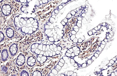 Anti-CD81 antibody [HL1667] used in IHC (Paraffin sections) (IHC-P). GTX637265