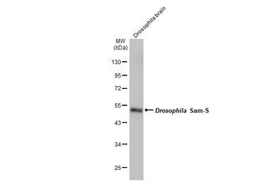 Anti-MAT1A + MAT2A antibody [HL1679] used in Western Blot (WB). GTX637278