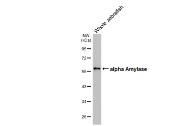 Anti-alpha Amylase antibody [HL1681] used in Western Blot (WB). GTX637280