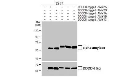 Anti-alpha Amylase antibody [HL1681] used in Western Blot (WB). GTX637280