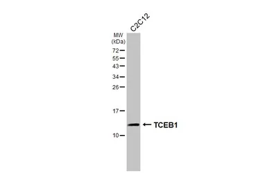 Anti-TCEB1 antibody [HL1683] used in Western Blot (WB). GTX637282
