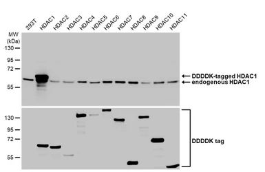 Anti-HDAC1 antibody [HL1691] used in Western Blot (WB). GTX637290