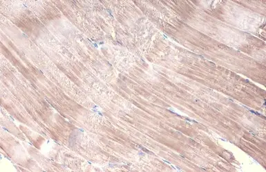 Anti-alpha Actinin antibody [HL1692] used in IHC (Paraffin sections) (IHC-P). GTX637291