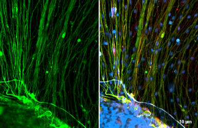 Anti-beta Tubulin 3/ Tuj1 antibody [HL1708] used in Immunocytochemistry/ Immunofluorescence (ICC/IF). GTX637307
