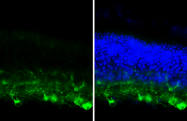 Anti-beta Tubulin 3/ Tuj1 antibody [HL1708] used in IHC (Frozen sections) (IHC-Fr). GTX637307