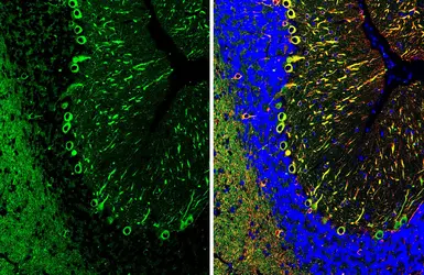 Anti-beta Tubulin 3/ Tuj1 antibody [HL1709] used in IHC (Paraffin sections) (IHC-P). GTX637308