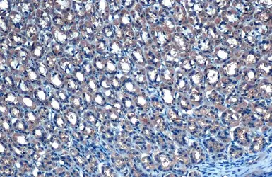 Anti-TAB2 antibody [HL1712] used in IHC (Paraffin sections) (IHC-P). GTX637311