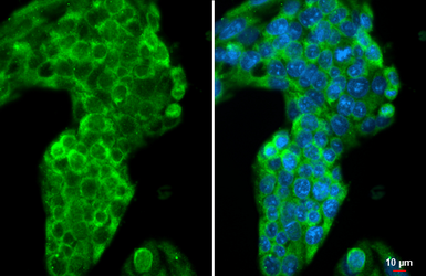 Anti-Apolipoprotein A1 antibody [HL1713] used in Immunocytochemistry/ Immunofluorescence (ICC/IF). GTX637312