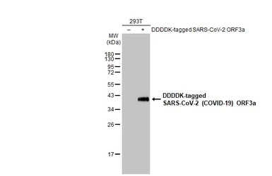 Anti-SARS-CoV-2 (COVID-19) ORF3a antibody [HL1722] used in Western Blot (WB). GTX637321