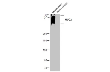 Anti-MUC2 antibody [HL1724] used in Western Blot (WB). GTX637372