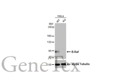 Anti-B-Raf antibody [HL1735] used in Western Blot (WB). GTX637383