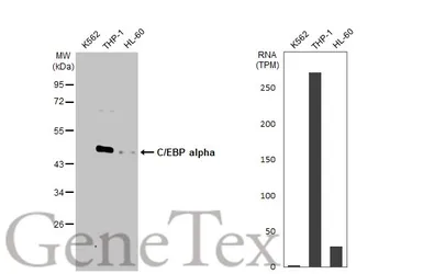 Anti-C/EBP alpha antibody [HL1747] used in Western Blot (WB). GTX637397