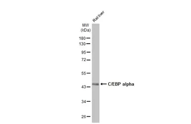 Anti-C/EBP alpha antibody [HL1747] used in Western Blot (WB). GTX637397