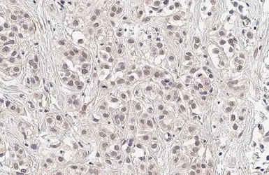 Anti-SESN1 antibody [HL1750] used in IHC (Paraffin sections) (IHC-P). GTX637400