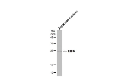 Anti-EIF6 antibody [HL1758] used in Western Blot (WB). GTX637408