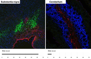 Anti-Tyrosine Hydroxylase antibody [HL1762] used in IHC (Frozen sections) (IHC-Fr). GTX637412