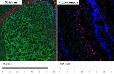 Anti-Tyrosine Hydroxylase antibody [HL1762] used in IHC (Frozen sections) (IHC-Fr). GTX637412