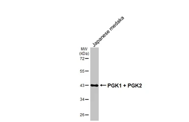 Anti-PGK1 + PGK2 antibody [HL1775] used in Western Blot (WB). GTX637427