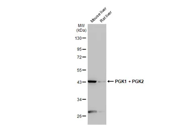 Anti-PGK1 + PGK2 antibody [HL1775] used in Western Blot (WB). GTX637427