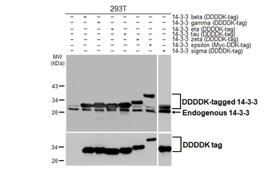 Anti-14-3-3 antibody [HL1776] used in Western Blot (WB). GTX637428