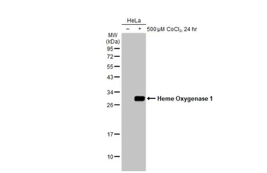 Anti-Heme Oxygenase 1 antibody [HL1780] used in Western Blot (WB). GTX637432
