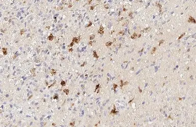 Anti-Heme Oxygenase 1 antibody [HL1780] used in IHC (Paraffin sections) (IHC-P). GTX637432